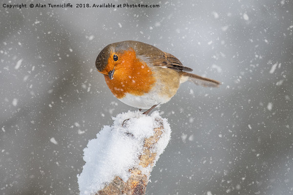 Robin in the snow Picture Board by Alan Tunnicliffe