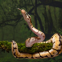 Buy canvas prints of royal python by Alan Tunnicliffe