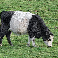 Buy canvas prints of Belted Galloway by Alan Tunnicliffe
