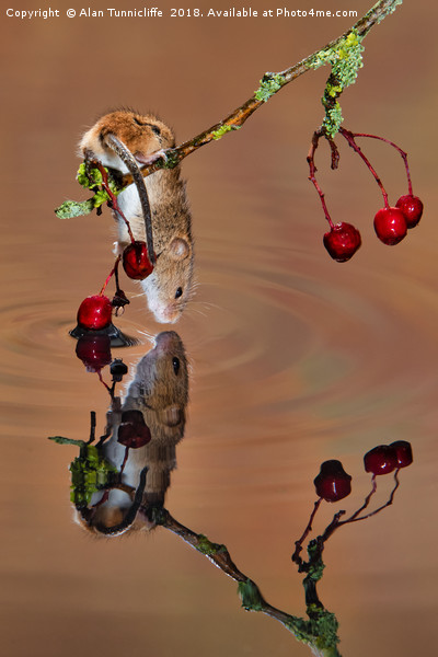 harvest mouse taking a drink Picture Board by Alan Tunnicliffe