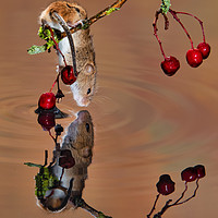 Buy canvas prints of harvest mouse taking a drink by Alan Tunnicliffe