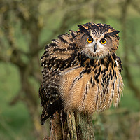 Buy canvas prints of Eagle owl by Alan Tunnicliffe
