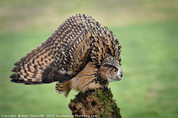 Eurasian eagle owl Picture Board by Alan Tunnicliffe