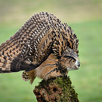 Buy canvas prints of Eurasian eagle owl by Alan Tunnicliffe