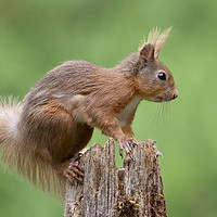 Buy canvas prints of Red squirrel by Alan Tunnicliffe