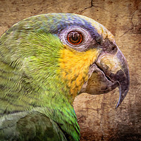 Buy canvas prints of Orange Winged Amazon by Alan Tunnicliffe