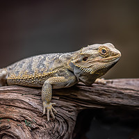 Buy canvas prints of Bearded dragon by Alan Tunnicliffe