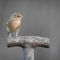 Buy canvas prints of Female chaffinch by Alan Tunnicliffe