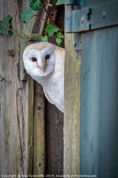 Nosey barn owl Picture Board by Alan Tunnicliffe