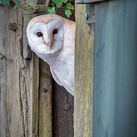 Buy canvas prints of Nosey barn owl by Alan Tunnicliffe