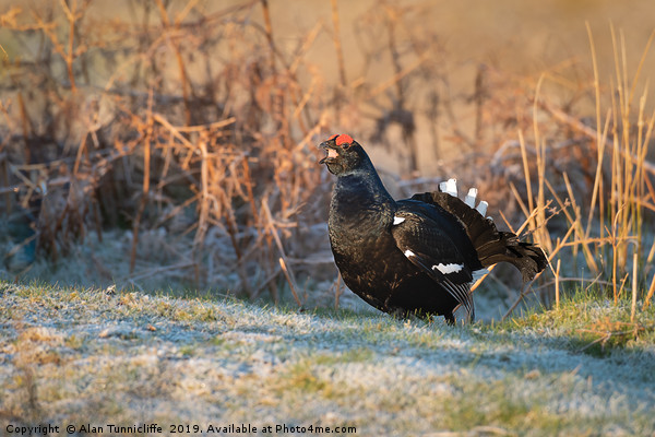 Black grouse Picture Board by Alan Tunnicliffe