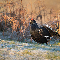 Buy canvas prints of Black grouse by Alan Tunnicliffe