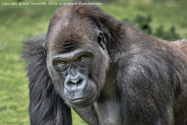 Silverback gorilla Picture Board by Alan Tunnicliffe
