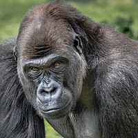 Buy canvas prints of Silverback gorilla by Alan Tunnicliffe
