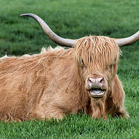 Buy canvas prints of Highland cattle by Alan Tunnicliffe