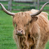 Buy canvas prints of highland cattle by Alan Tunnicliffe