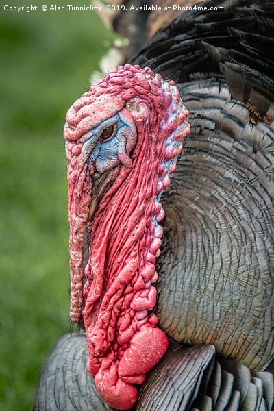 close up of a turkey Picture Board by Alan Tunnicliffe