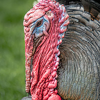 Buy canvas prints of close up of a turkey by Alan Tunnicliffe