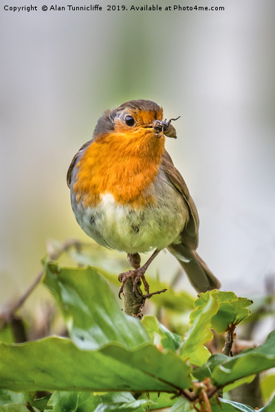Robin with food Picture Board by Alan Tunnicliffe