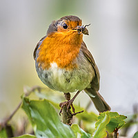 Buy canvas prints of Robin with food by Alan Tunnicliffe