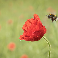 Buy canvas prints of Bee and poppy flower by Alan Tunnicliffe
