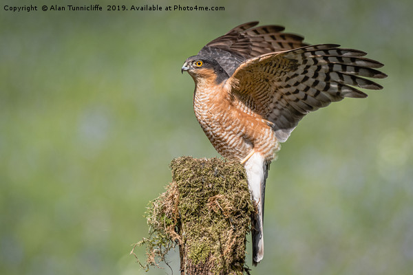 Male sparrowhawk Picture Board by Alan Tunnicliffe