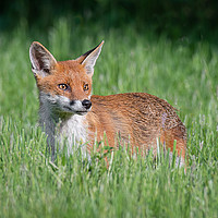 Buy canvas prints of Alert fox by Alan Tunnicliffe