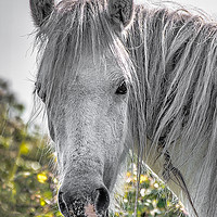 Buy canvas prints of Close up horse head by Alan Tunnicliffe