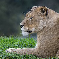 Buy canvas prints of Lioness relaxing by Alan Tunnicliffe