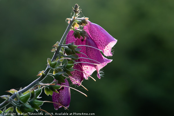 Foxglove Picture Board by Alan Tunnicliffe
