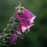 Buy canvas prints of Foxglove by Alan Tunnicliffe