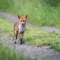 Buy canvas prints of Red fox by Alan Tunnicliffe