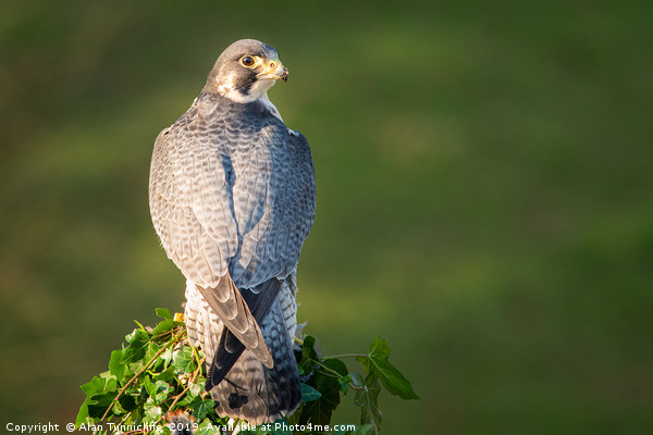 Peregrine falcon Picture Board by Alan Tunnicliffe
