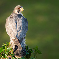 Buy canvas prints of Peregrine falcon by Alan Tunnicliffe