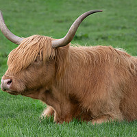 Buy canvas prints of Highland cow by Alan Tunnicliffe