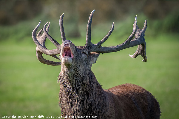 Bellowing red deer Picture Board by Alan Tunnicliffe