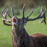 Buy canvas prints of Bellowing red deer by Alan Tunnicliffe