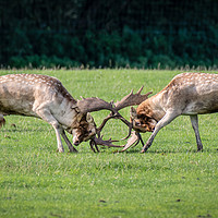 Buy canvas prints of Fallow deer fighting by Alan Tunnicliffe