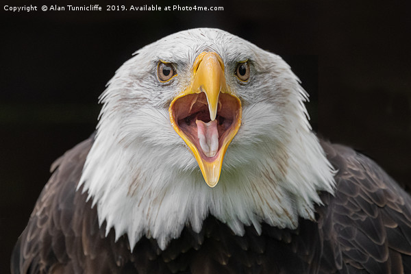 Bald Eagle Picture Board by Alan Tunnicliffe