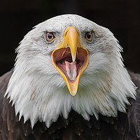 Buy canvas prints of Bald Eagle by Alan Tunnicliffe
