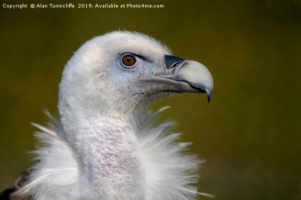 Eurasian Griffon Vulture Picture Board by Alan Tunnicliffe