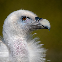 Buy canvas prints of Eurasian Griffon Vulture by Alan Tunnicliffe