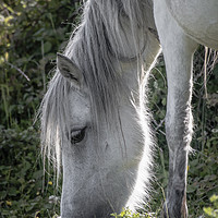 Buy canvas prints of Grey horse by Alan Tunnicliffe