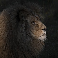 Buy canvas prints of Lion lit by a sunbeam by Alan Tunnicliffe