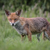 Buy canvas prints of red fox by Alan Tunnicliffe