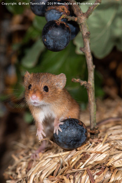 Harvest mouse with blueberries Picture Board by Alan Tunnicliffe