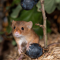 Buy canvas prints of Harvest mouse with blueberries by Alan Tunnicliffe
