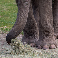 Buy canvas prints of Close up of an elephant by Alan Tunnicliffe