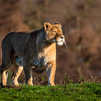 Buy canvas prints of Lioness in the setting sun by Alan Tunnicliffe