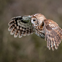 Buy canvas prints of Tawny owl by Alan Tunnicliffe